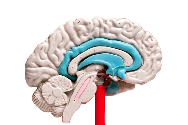Model of the brain